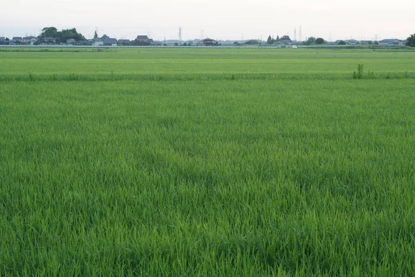 Växt Eller Ris Risfält Fältet Japan Syn Jordbruk Fält Dagtid — Stockfoto