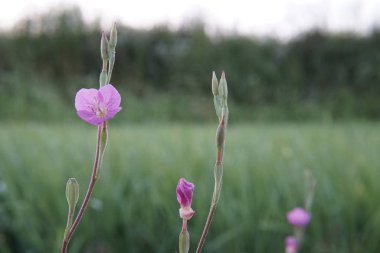 arka plan bulanık üzerinde taze çiçek yakın çekim 