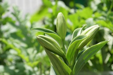 çiçek tomurcukları bulanık arka plan üzerinde kapat 