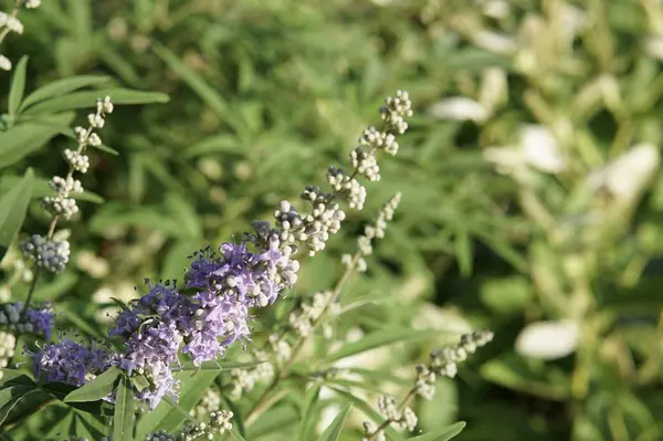 Nahaufnahme Frischer Blumen Auf Verschwommenem Hintergrund — Stockfoto