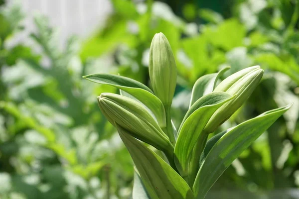 çiçek tomurcukları bulanık arka plan üzerinde kapat 