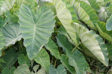 yeşil bitkilerin gündüz yakın çekim