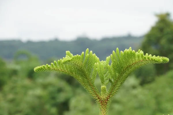 Primer Plano Las Plantas Verdes Durante Día —  Fotos de Stock