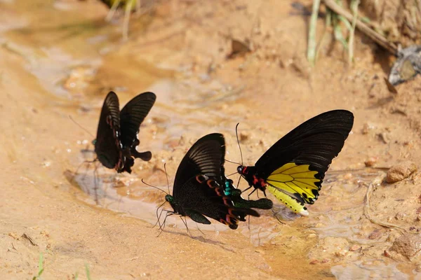 Крупным Планом Цветные Бабочки Сидящие Воде Земле — стоковое фото