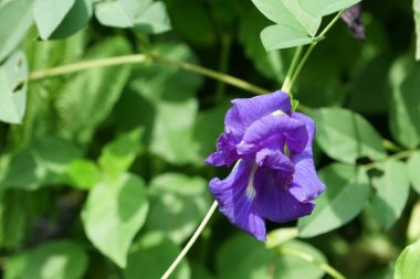 açık havada taze çiçek büyüyen yakın çekim