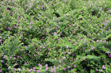 açık havada taze çiçekleri yakın çekim 