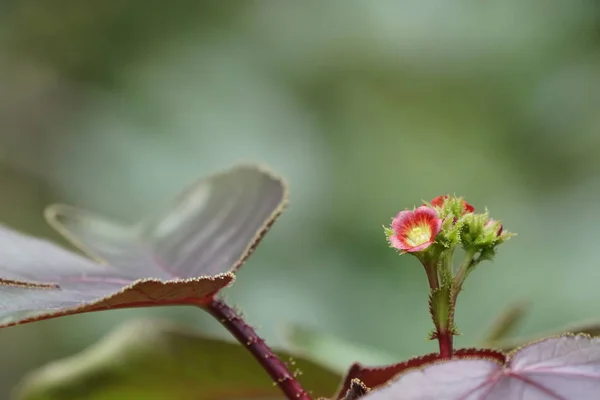 Primer Plano Flores Frescas Que Crecen Aire Libre — Foto de Stock