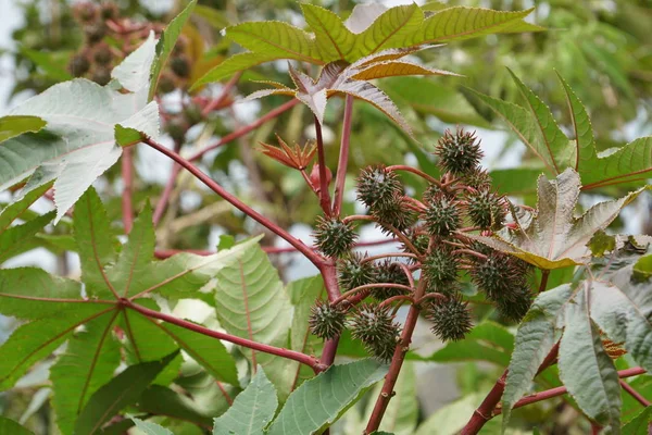 close up of edible plants growing at trees