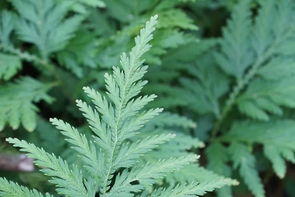 Close Green Plants Daytime — Stock Photo, Image