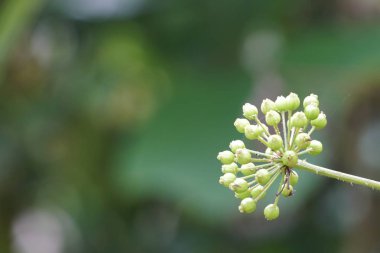 açık havada taze çiçek büyüyen yakın çekim