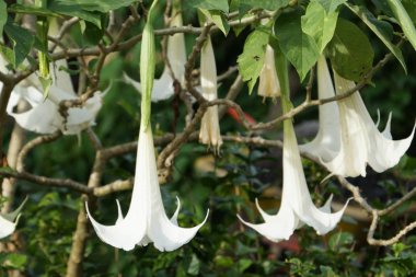 açık havada taze çiçekleri yakın çekim 