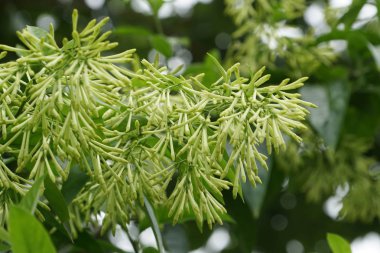 yeşil bitkilerin gündüz yakın çekim