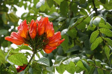açık havada taze çiçek büyüyen yakın çekim
