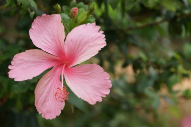 açık havada taze çiçek büyüyen yakın çekim