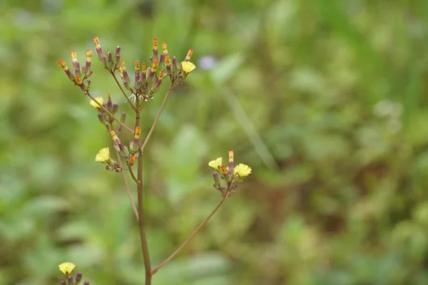 Primo Piano Fiori Freschi Che Crescono All Aperto — Foto Stock