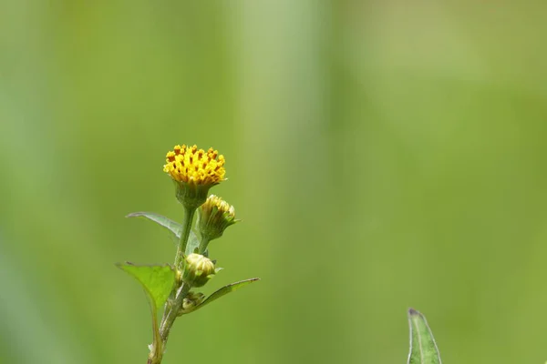 Primer Plano Flores Frescas Que Crecen Aire Libre —  Fotos de Stock