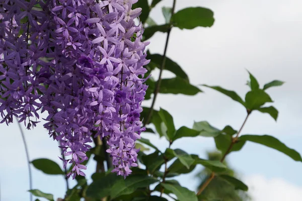 屋外栽培の新鮮な花のクローズ アップ — ストック写真