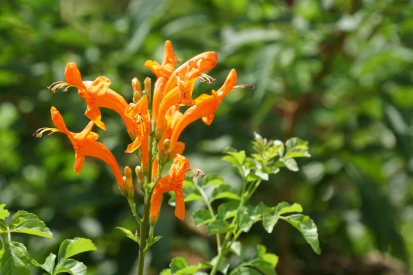 Gros Plan Fleurs Fraîches Poussant Extérieur — Photo