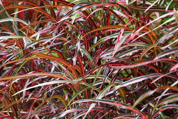 Kleurrijke Bladeren Oppervlak Als Achtergrond — Stockfoto
