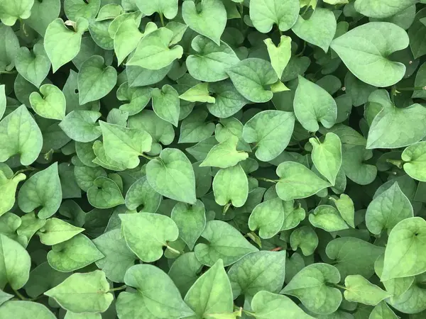 Hojas Verdes Superficie Como Fondo — Foto de Stock