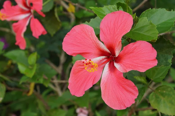 Close Flores Frescas Crescendo Livre — Fotografia de Stock