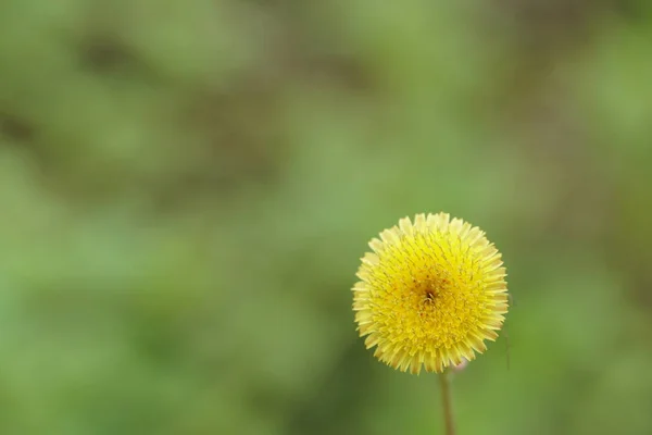 Close Fresh Flower Growing Outdoors — Stock Photo, Image