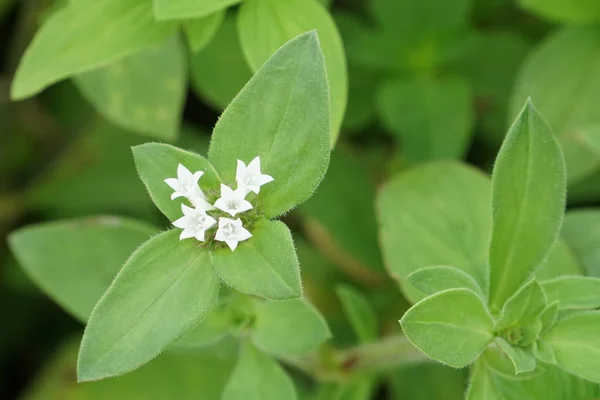 Närbild Färska Blommor Växer Utomhus — Stockfoto