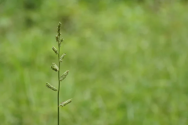 Close Green Plants Daytime — Stock Photo, Image