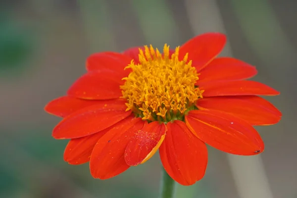 Närbild Färsk Blomma Växer Utomhus — Stockfoto