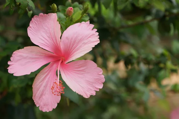 Primo Piano Fiori Freschi Che Crescono All Aperto — Foto Stock