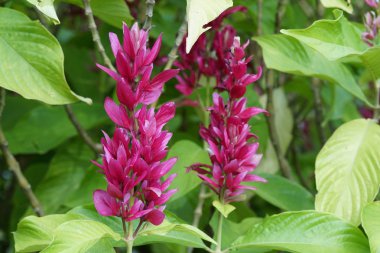 açık havada taze çiçekleri yakın çekim 