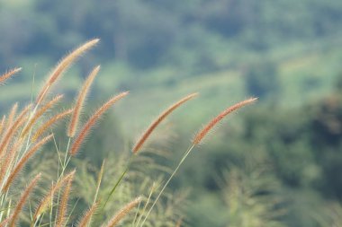 yeşil bitkilerin gündüz yakın çekim