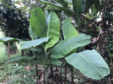 yeşil bitkilerin gündüz yakın çekim