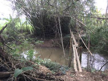 köprüler, gündüz ormanı görünümünü