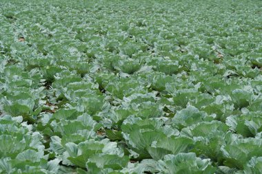 Gündüz, tarım alanının görünümü