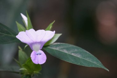 açık havada taze çiçek büyüyen yakın çekim