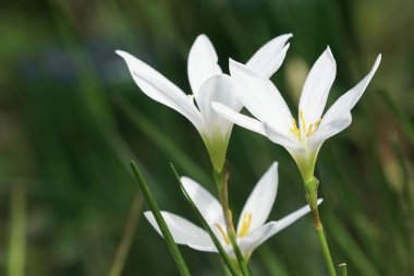 açık havada taze çiçekleri yakın çekim 