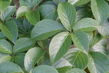 yeşil yaprakları yüzey arka plan olarak 