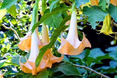 açık havada taze çiçekleri yakın çekim 