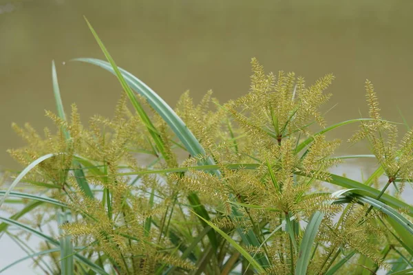 Fermer Les Plantes Vertes Jour — Photo