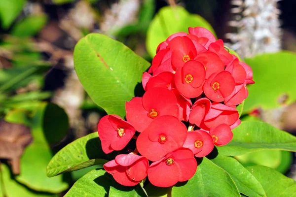 Close Van Verse Bloemen Groeien Buiten — Stockfoto