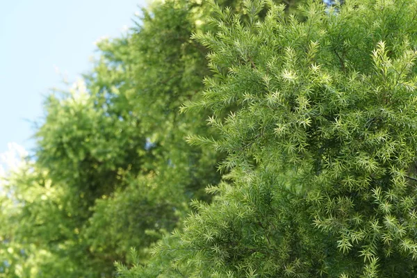 Fermer Les Plantes Vertes Jour — Photo