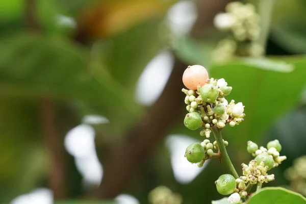 Fermer Les Plantes Vertes Jour — Photo