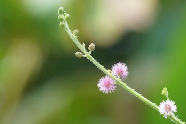 Nahaufnahme Von Frischen Blumen Die Freien Wachsen — Stockfoto