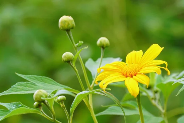 新鮮な花は 屋外栽培のクローズ アップ — ストック写真