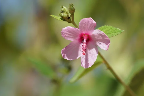 Close Van Verse Bloemen Groeien Buiten — Stockfoto