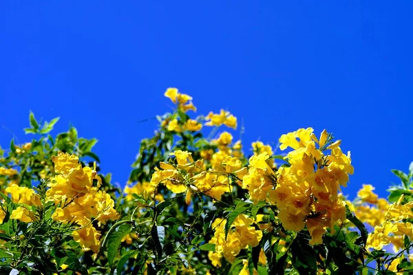 Primo Piano Fiori Freschi Che Crescono All Aperto — Foto Stock