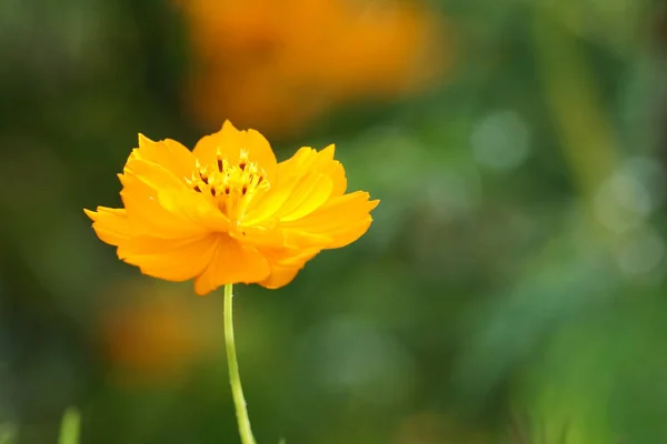 Κοντινό Πλάνο Του Φρέσκο Λουλούδι Αυξάνεται Εξωτερικούς Χώρους — Φωτογραφία Αρχείου