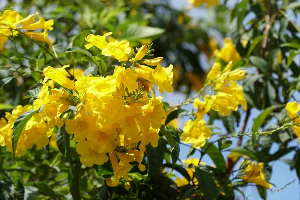 Detailní Záběr Čerstvých Květin Pěstování Venku — Stock fotografie