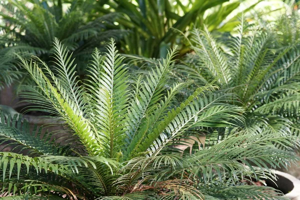 在白天关闭绿色植物 — 图库照片